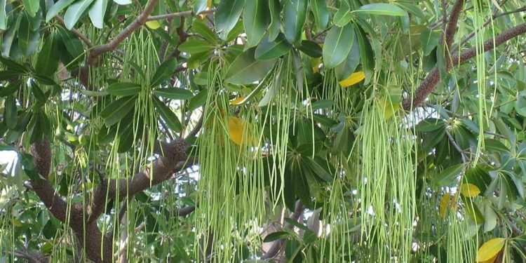 सप्तपर्णी (सातवां, सातवां, सातवां, सतौना)