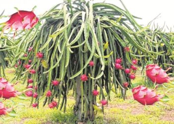 ड्रैगन फ्रूट की खेती करना शुरू कीजिये मुनाफा कमाइए