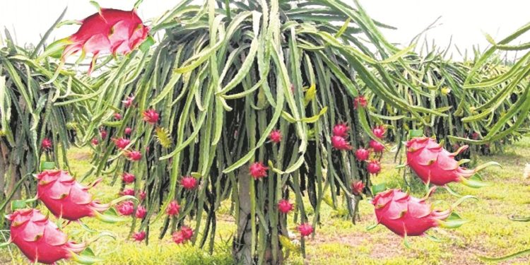 ड्रैगन फ्रूट की खेती करना शुरू कीजिये मुनाफा कमाइए