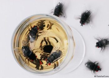 आजमगढ़ अशरफपुर  मक्खियों  के चलते नारकीय जीवन जीने में मजबूर ग्रामवासी