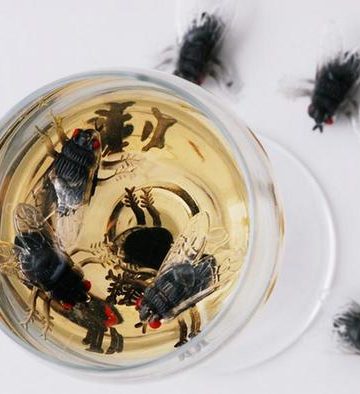 आजमगढ़ अशरफपुर  मक्खियों  के चलते नारकीय जीवन जीने में मजबूर ग्रामवासी