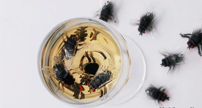 आजमगढ़ अशरफपुर  मक्खियों  के चलते नारकीय जीवन जीने में मजबूर ग्रामवासी